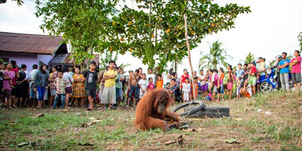 ӡ��������������һֻĸ���������ʳʱ������ץס����Ű��