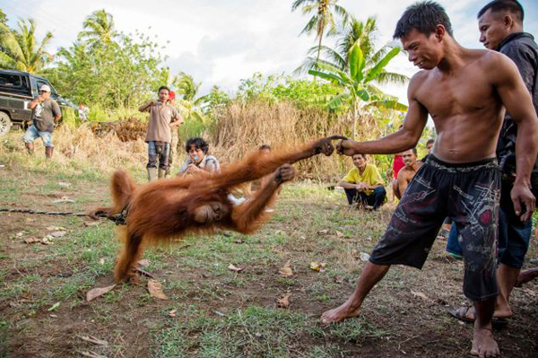 ӡ��������������һֻĸ���������ʳʱ������ץס����Ű��