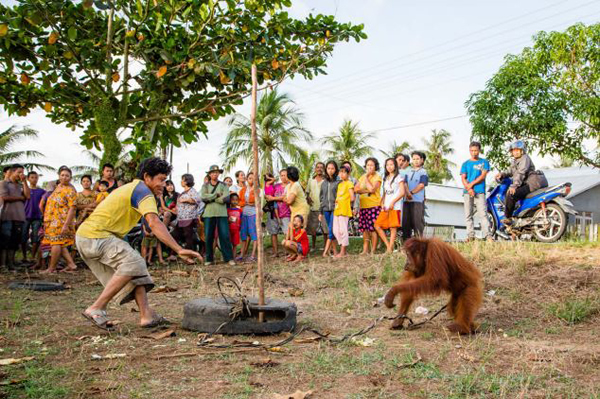 ӡ��������������һֻĸ���������ʳʱ������ץס����Ű��