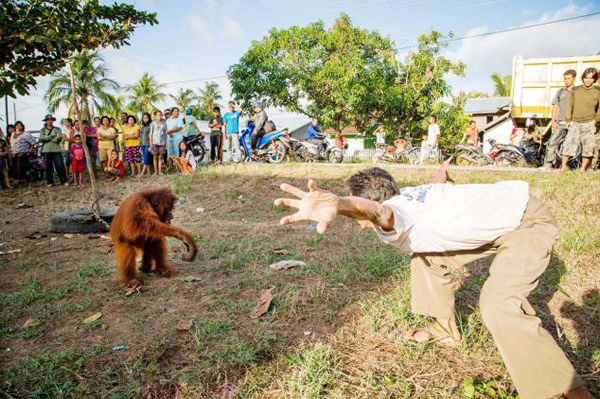 ӡ��������������һֻĸ���������ʳʱ������ץס����Ű��