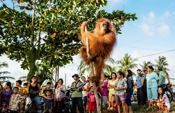 ӡ��������������һֻĸ���������ʳʱ������ץס����Ű��