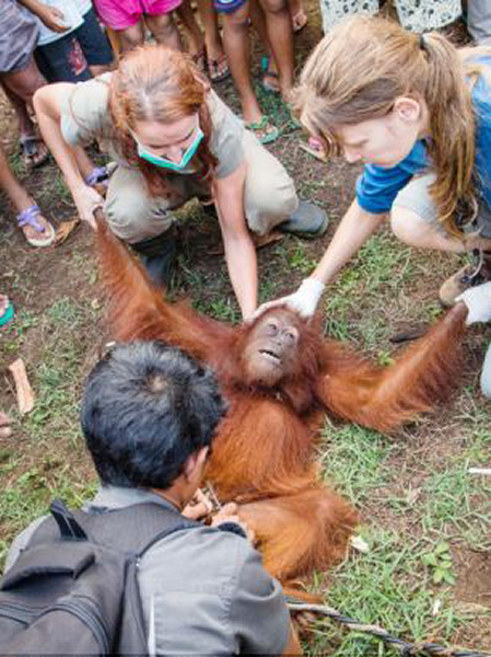 ��Ӣ�����ʶ����Ԯ�����ȳ�