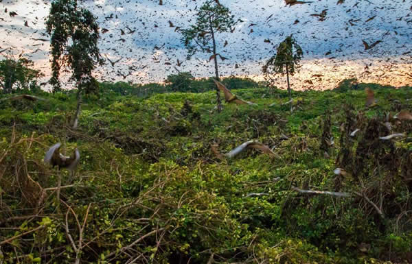 赞比亚百万蝙蝠迁徙的壮观场景