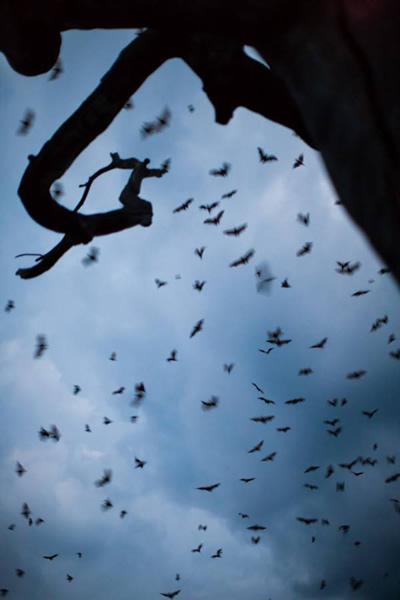 赞比亚百万蝙蝠迁徙的壮观场景