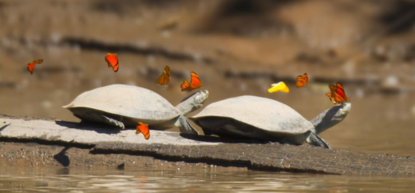秘鲁一大群蝴蝶飞舞环绕在乌龟头部试图汲取乌龟泪水