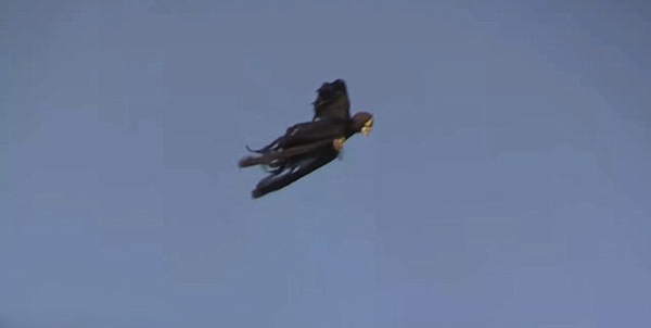 美国男子在万圣节前夕拍摄了一段黑衣骷髅吓人的恶作剧视频