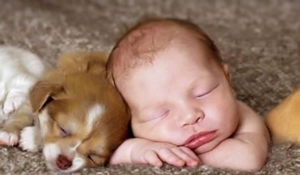 基因组研究证明人工驯养的动物能力强于自然进化的动物