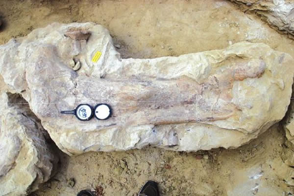 自贡荣县村民挖地基发现疑似新品种蜥脚类恐龙化石