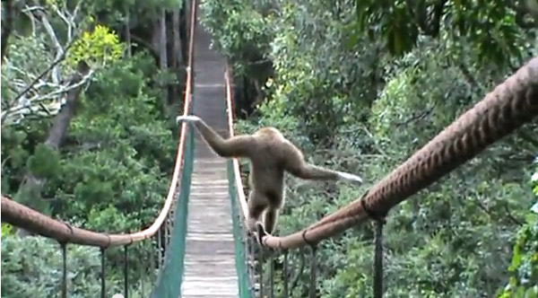 南非「Monkey」灵长类保护区走吊桥钢索的长臂猿