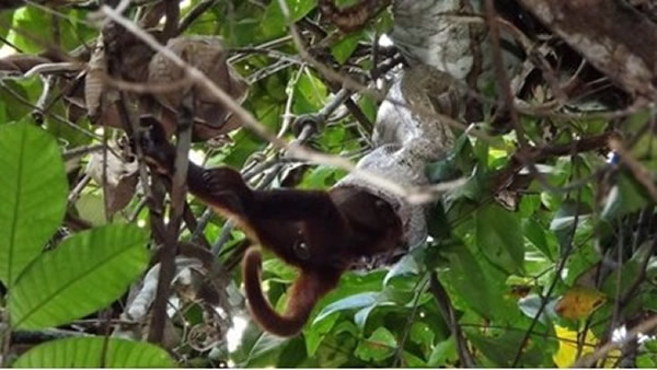 猴子惨遭蟒蛇生吞