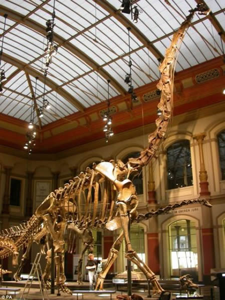 柏林博物馆的腕龙骨骼化石。美国科学家经研究发现恐龙之所以能够拥有庞大的身躯要归功于它们的关节。恐龙的关节比现代陆地哺乳动物更柔韧,能够承受更大的压力