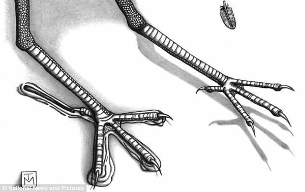 发现澳洲已知最古老鸟类足迹化石