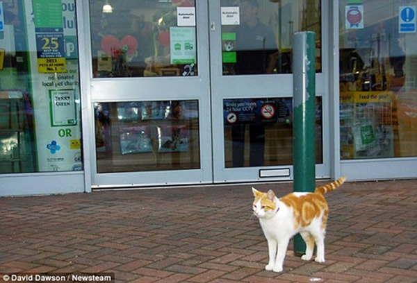 宠物商店还没开门,猫已经在店外等候了。