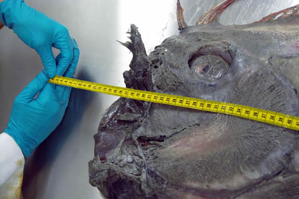 ���ͻʴ���