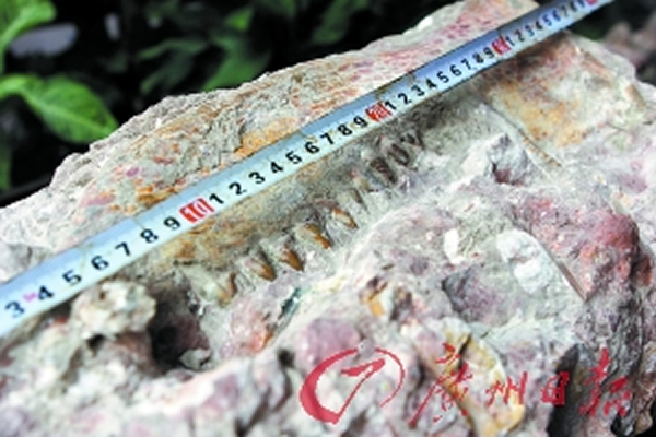 ��ʯ��������Ƕ���Ĳ��鶯������������峤��37���ף����������ؿ������ݡ�