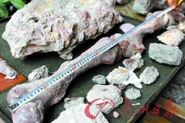 ���ڸ����׳�Ĳ��鶯����֫�ǻ�ʯ����Լ84���ס�