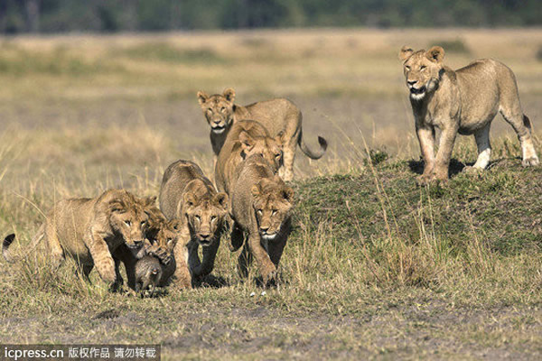 �¸�С٪�B�����ֻʨ��¶��������