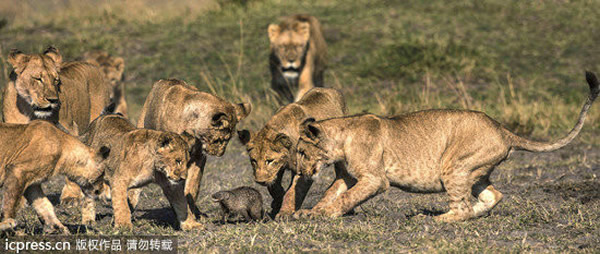 �¸�С٪�B�����ֻʨ��¶��������