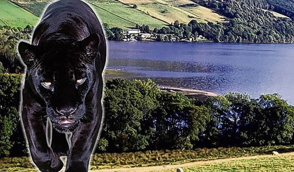 英国苏格兰尼斯湖除了水怪还有一只神秘黑色巨猫出没