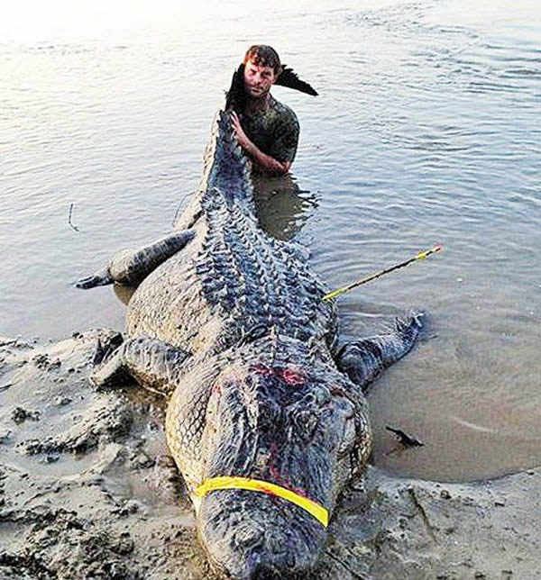 被弓箭射中而束手就擒的大鳄。为防止鳄鱼死而复生咬人,用胶带绑住鳄鱼的嘴是最安全的办法