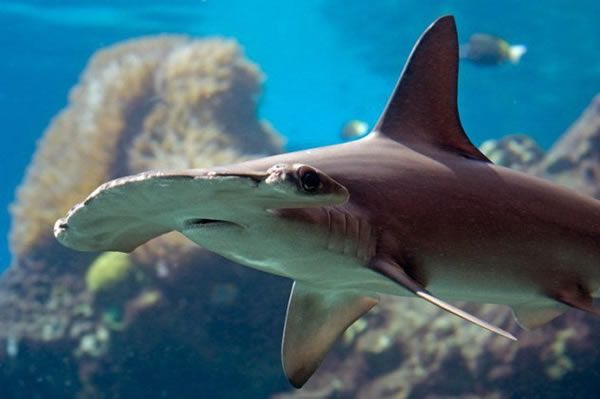 卡罗莱纳州锤头鲨