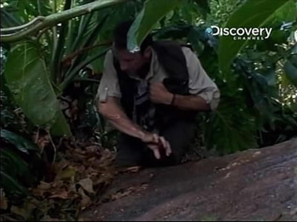 荒野求生节目“怪兽档案”系列中“澳洲魔龙”的主角被不明生物拖入森林?