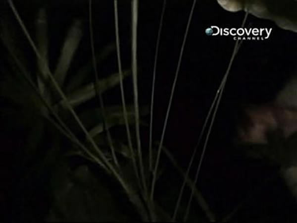 荒野求生节目“怪兽档案”系列中“澳洲魔龙”的主角被不明生物拖入森林?
