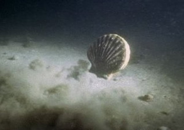 “奔跑”的扇贝模样好逗趣