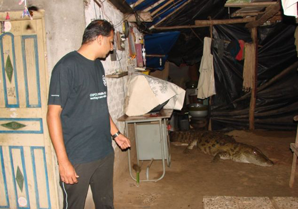 印度4米长鳄鱼夜闯民宅