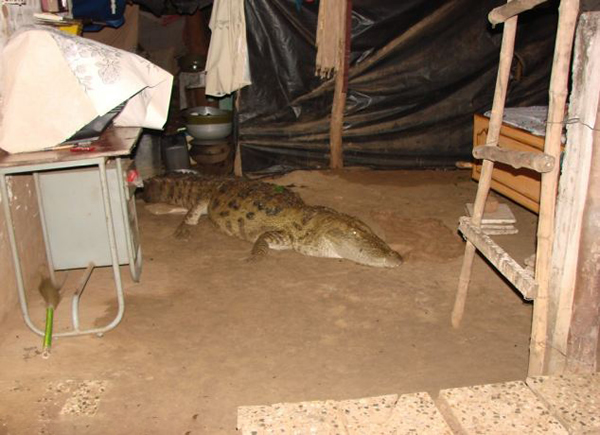 印度4米长鳄鱼夜闯民宅