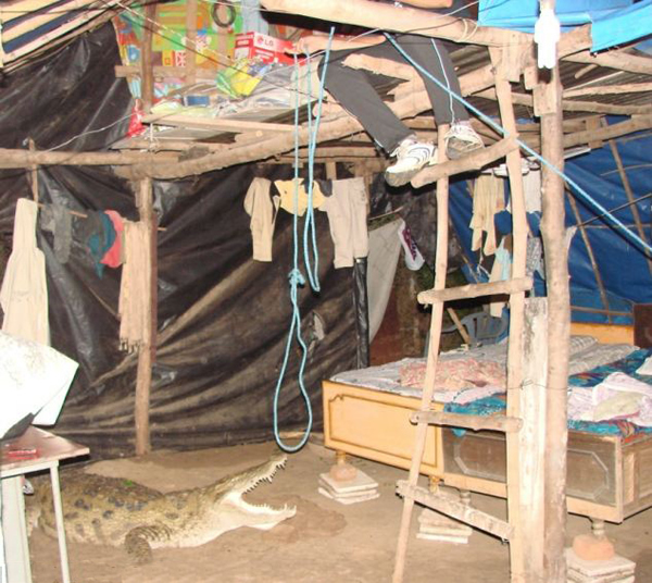 印度4米长鳄鱼夜闯民宅