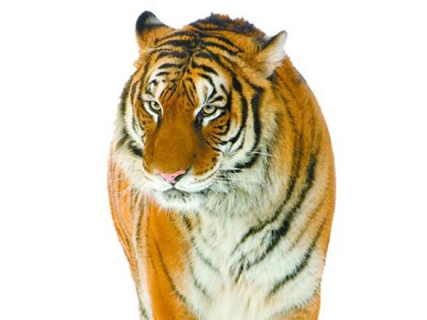 �峯ũ��ѱ��Ұ���ϻ�����