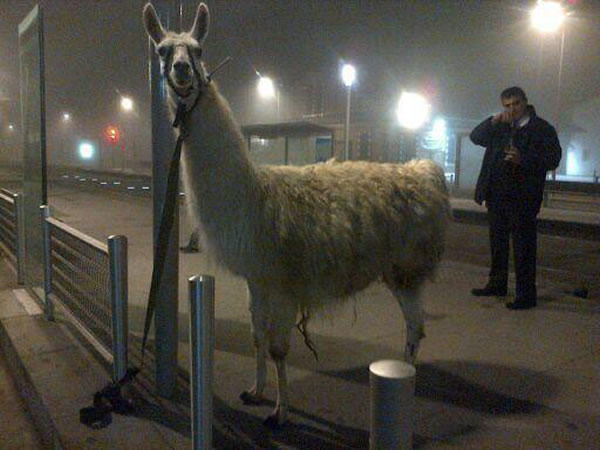 被救回的羊驼被暂时绑在路边栏杆上