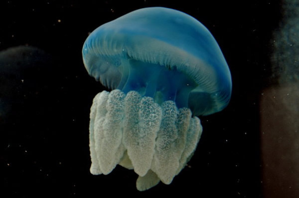 ��������ˮĸ����ȻƯ�������ж�������ˡ�