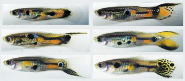 �ƹű�����ʾ�������ź�����־�������ƫ��