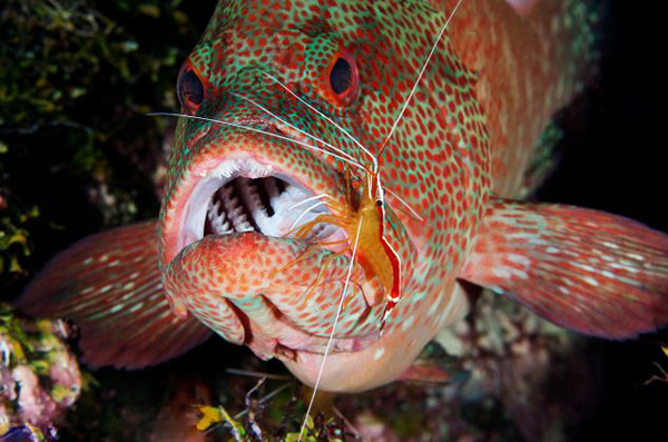 巴厘岛小虾为石斑鱼清理口腔