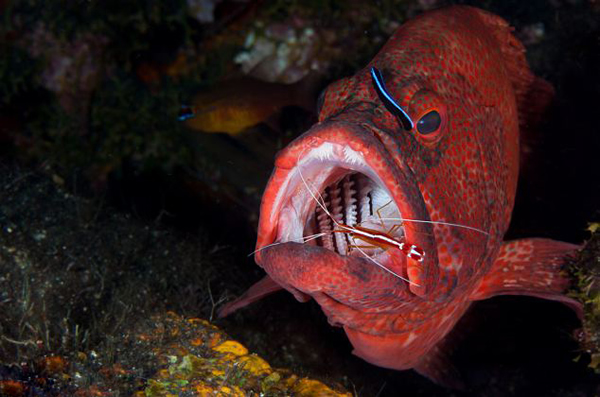 巴厘岛小虾为石斑鱼清理口腔