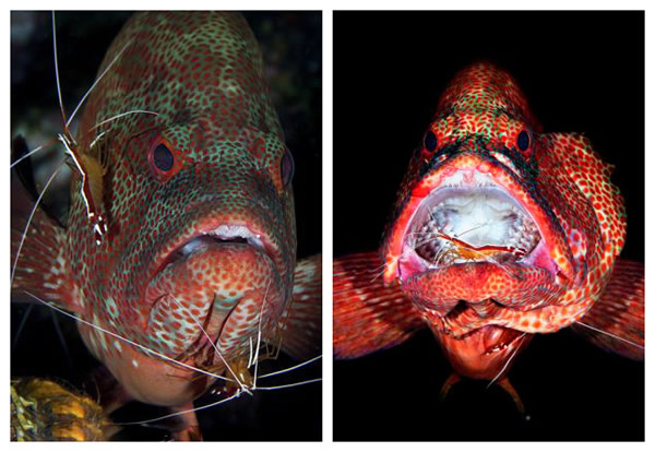 巴厘岛小虾为石斑鱼清理口腔