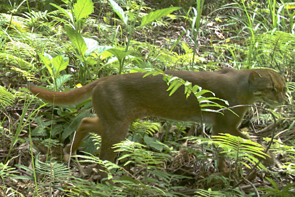 印尼婆罗洲雨林拍到极其罕见的婆罗洲金猫