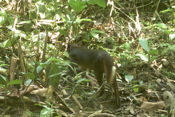 印尼婆罗洲雨林拍到极其罕见的婆罗洲金猫