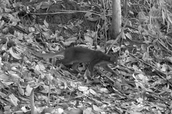 印尼婆罗洲雨林拍到极其罕见的婆罗洲金猫