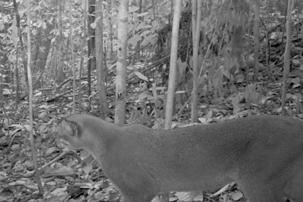 印尼婆罗洲雨林拍到极其罕见的婆罗洲金猫
