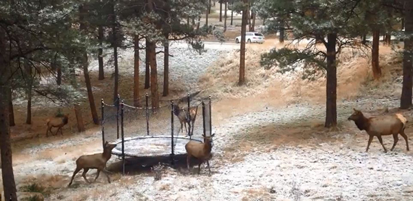 ����һֻ���׵���¹��Ĵ�