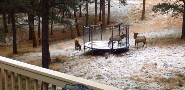 ����һֻ���׵���¹��Ĵ�