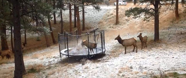 ����һֻ���׵���¹��Ĵ�