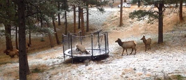 ����һֻ���׵���¹��Ĵ�