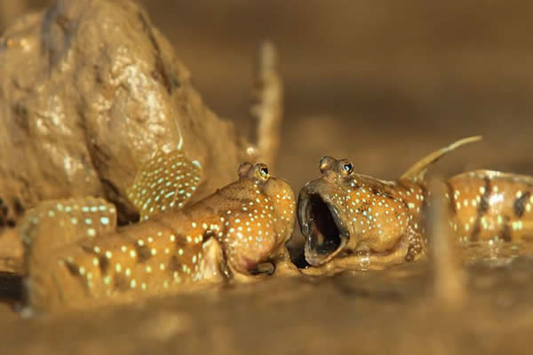 泰国拍到弹涂鱼“歌唱”的照片