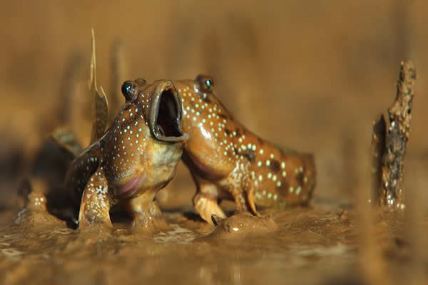 泰国拍到弹涂鱼“歌唱”的照片