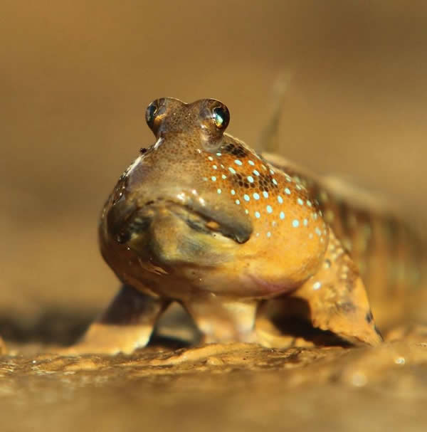 泰国拍到弹涂鱼“歌唱”的照片