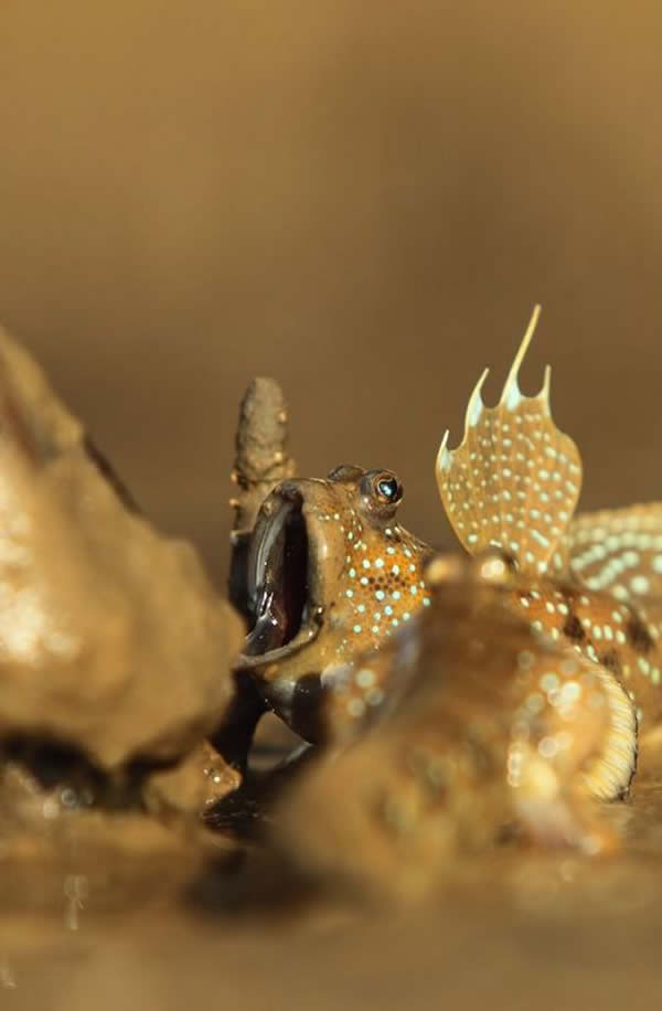 泰国拍到弹涂鱼“歌唱”的照片